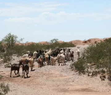 Por la sequía del Valle plantarán pasto resistente Por la sequía del Valle plantarán pasto resistente