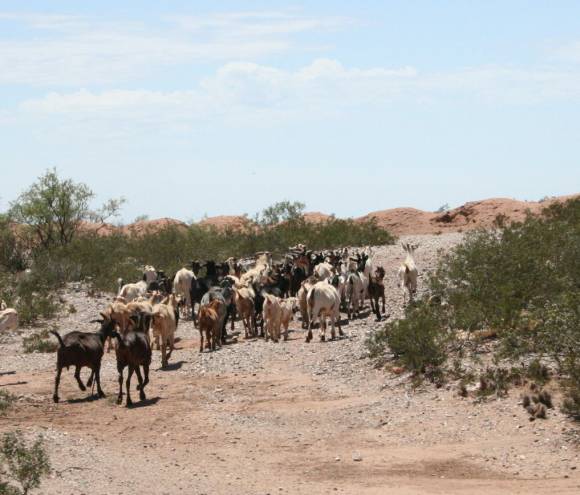 Por la sequía del Valle plantarán pasto resistente Por la sequía del Valle plantarán pasto resistente