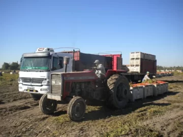 Tomate industria tardío, para continuar en otoño Tomate industria tardío, para continuar en otoño