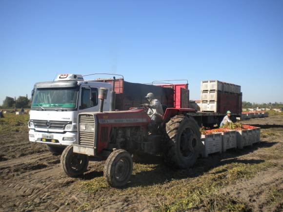 Tomate industria tardío, para continuar en otoño Tomate industria tardío, para continuar en otoño