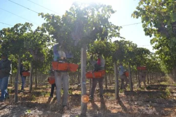 Mandaron menos uvas a mosto que lo pronosticado Mandaron menos uvas a mosto que lo pronosticado