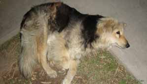 Rivadavia: quieren que una plaza lleve el nombre de una perra Rivadavia: quieren que una plaza lleve el nombre de una perra