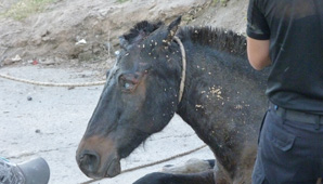 Rescatan de morir ahogado a un caballo ciego en Valle Fértil Rescatan de morir ahogado a un caballo ciego en Valle Fértil