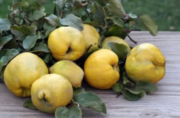 Un dulce con tradición Un dulce con tradición