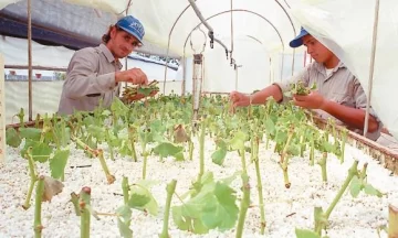 Puntapié oficial para tener vides saneadas Puntapié oficial para tener vides saneadas