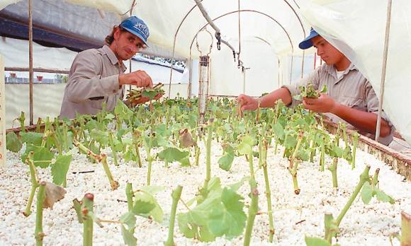 Puntapié oficial para tener vides saneadas Puntapié oficial para tener vides saneadas