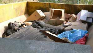 Se devela el misterio por la masiva matanza de animales Se devela el misterio por la masiva matanza de animales