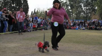 Los perros se lucieron para poder ganar una medalla Los perros se lucieron para poder ganar una medalla
