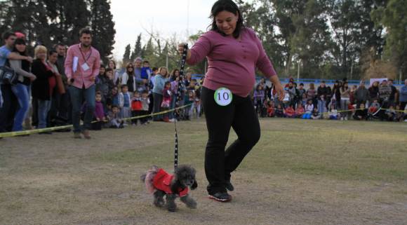 Los perros se lucieron para poder ganar una medalla Los perros se lucieron para poder ganar una medalla