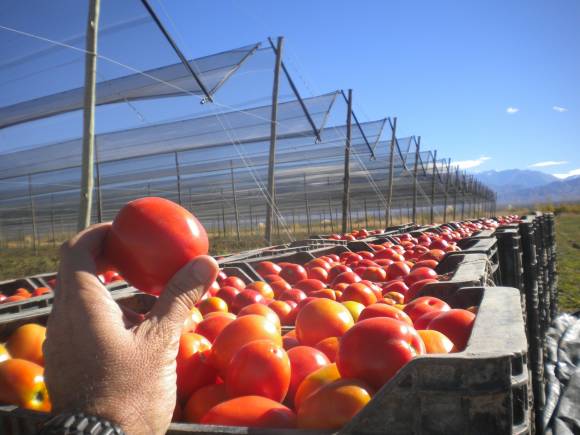 Grandes pérdidas en la campaña local de tomates secados al Sol Grandes pérdidas en la campaña local de tomates secados al Sol