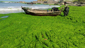 Invasión de algas Invasión de algas