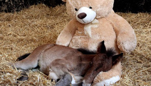 Dulce consuelo Dulce consuelo