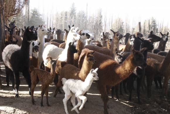 Crían llamas para lana, carne y uso doméstico en Calingasta Crían llamas para lana, carne y uso doméstico en Calingasta
