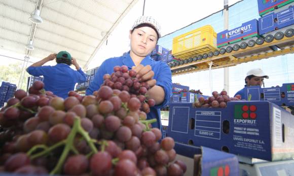 Inédito: un subsidio para apuntalar la uva en fresco Inédito: un subsidio para apuntalar la uva en fresco