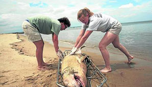 Enigmática muerte récord de delfines en Estados Unidos Enigmática muerte récord de delfines en Estados Unidos