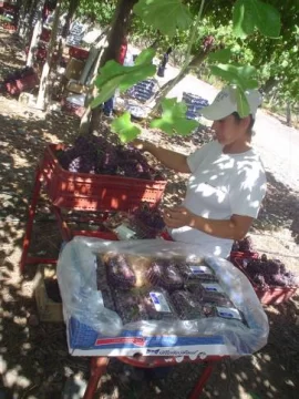 Desaliento y desinversión en el sector de uva de mesa sanjuanina Desaliento y desinversión en el sector de uva de mesa sanjuanina