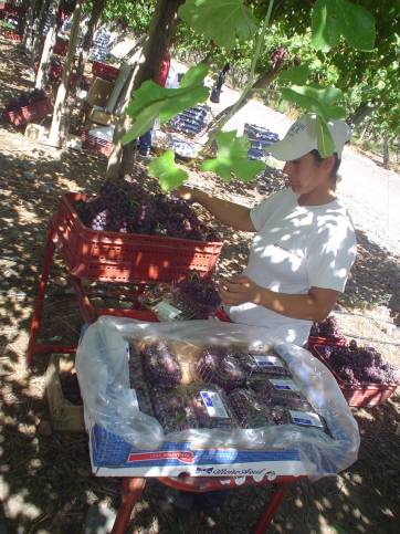 Desaliento y desinversión en el sector de uva de mesa sanjuanina Desaliento y desinversión en el sector de uva de mesa sanjuanina