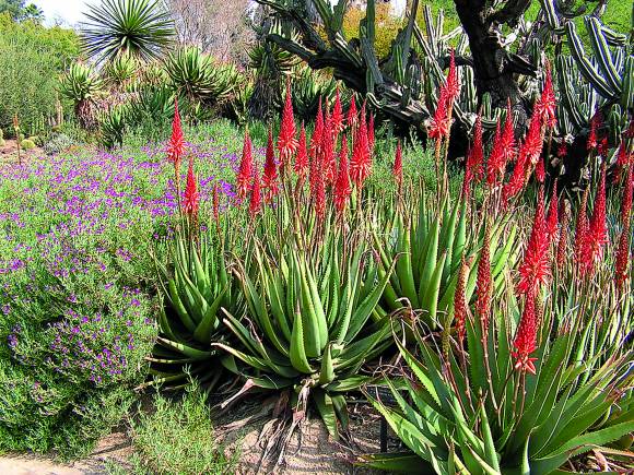 ¿Qué es un jardín sustentable? ¿Qué es un jardín sustentable?