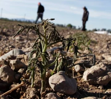 Cultivos dañados: la helada más intensa desde el 2001 Cultivos dañados: la helada más intensa desde el 2001