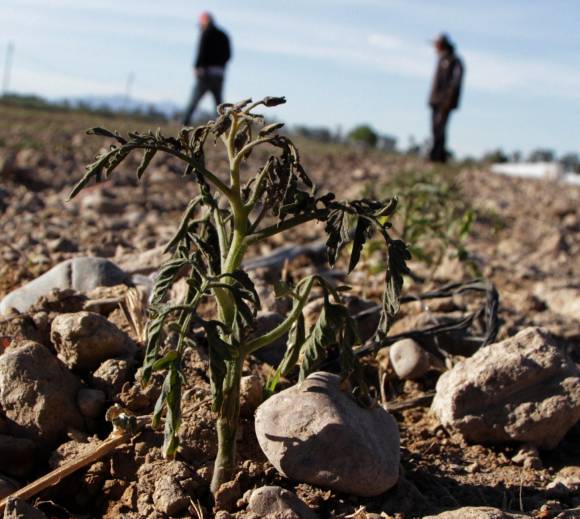 Cultivos dañados: la helada más intensa desde el 2001 Cultivos dañados: la helada más intensa desde el 2001