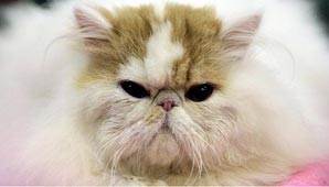 Gato astronauta Gato astronauta