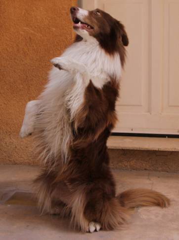 El perro capaz de realizar cálculos y leer los números El perro capaz de realizar cálculos y leer los números