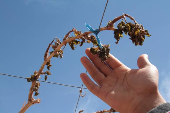 Hay fuertes daños por las heladas en Chile Hay fuertes daños por las heladas en Chile