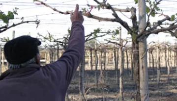 Otorgarán créditos de hasta $100 mil a productores afectados por las heladas Otorgarán créditos de hasta $100 mil a productores afectados por las heladas