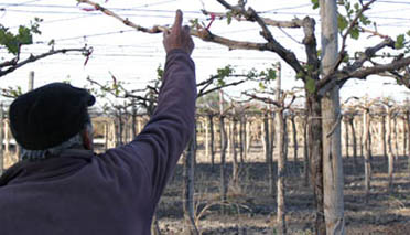 Otorgarán créditos de hasta $100 mil a productores afectados por las heladas Otorgarán créditos de hasta $100 mil a productores afectados por las heladas