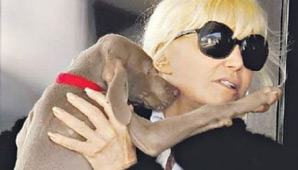 La perra de Susana La perra de Susana