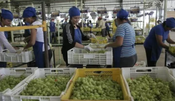 Expofrut garantiza trabajo hasta principios de enero Expofrut garantiza trabajo hasta principios de enero