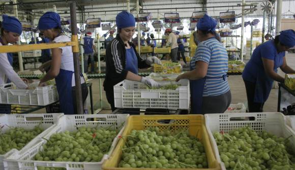 Expofrut garantiza trabajo hasta principios de enero Expofrut garantiza trabajo hasta principios de enero