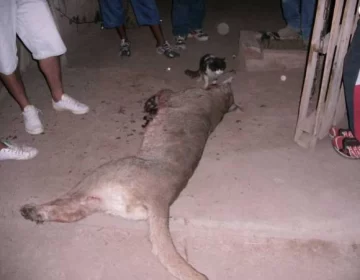 Mataron a palazos y pedradas a un puma que apareció en un barrio: luego lo carnearon Mataron a palazos y pedradas a un puma que apareció en un barrio: luego lo carnearon