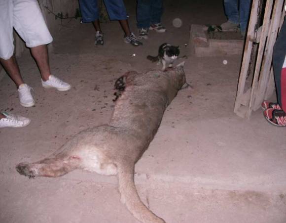 Mataron a palazos y pedradas a un puma que apareció en un barrio: luego lo carnearon Mataron a palazos y pedradas a un puma que apareció en un barrio: luego lo carnearon