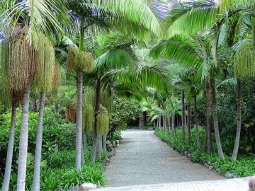 Entre plamas Entre plamas