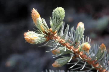 Símbolos de Navidad Símbolos de Navidad