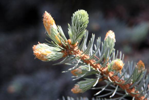 Símbolos de Navidad Símbolos de Navidad