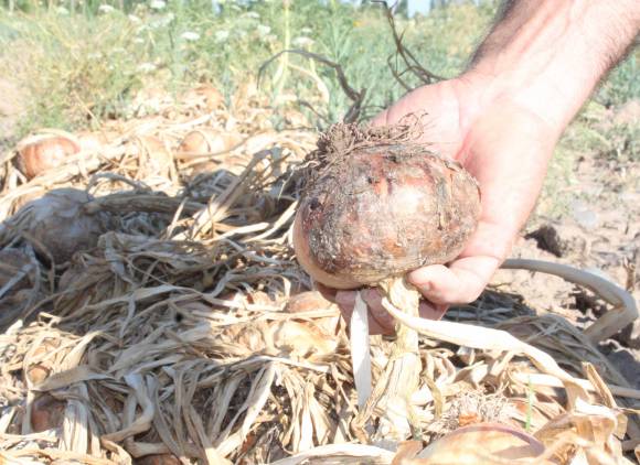 INTA:’’Sí o sí hay que salir a curar’’ INTA:’’Sí o sí hay que salir a curar’’