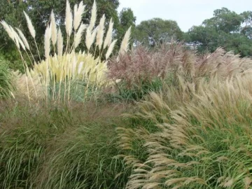 Al compás del viento Al compás del viento