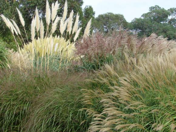 Al compás del viento Al compás del viento