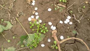 Tres departamentos afectados por una breve, pero intensa granizada Tres departamentos afectados por una breve, pero intensa granizada