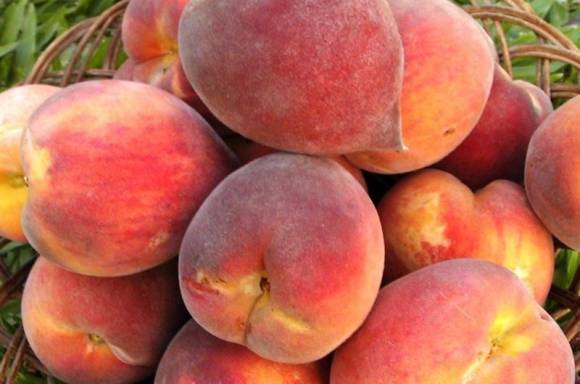 Exportaciones del Sur de Mendoza Exportaciones del Sur de Mendoza