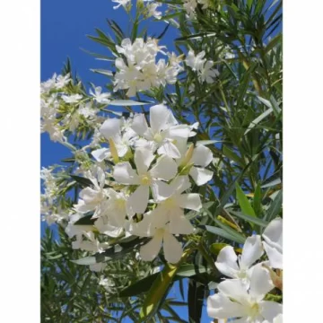 Dos rosas que no son rosas Dos rosas que no son rosas