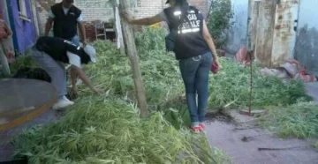 Tenía 57 plantas de marihuana Tenía 57 plantas de marihuana