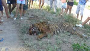 Córdoba: apareció un tigre de bengala y vecinos lo mataron Córdoba: apareció un tigre de bengala y vecinos lo mataron