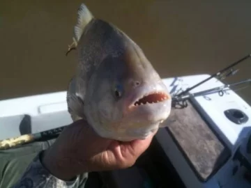 Santa Fe: cierran un balneario por el ataque de palometas Santa Fe: cierran un balneario por el ataque de palometas