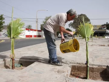 Por la falta de agua, ahora empezaron a poner palmeras Por la falta de agua, ahora empezaron a poner palmeras