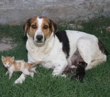 La mamá perra que amamanta a sus cachorros y a un grupo de gatitos La mamá perra que amamanta a sus cachorros y a un grupo de gatitos