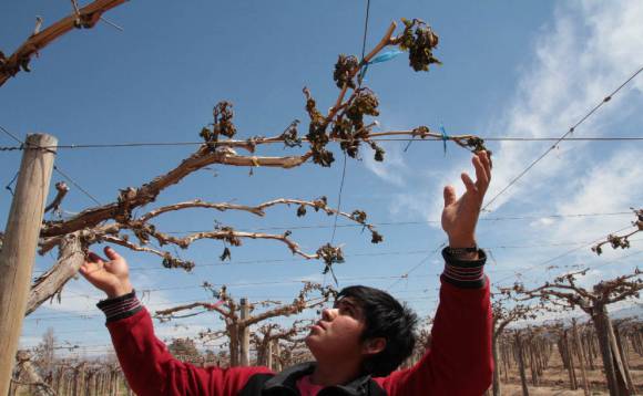 Más de $30 millones para productores afectados por heladas Más de $30 millones para productores afectados por heladas