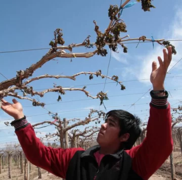 Heladas: hasta $16.720 pagarán por productor Heladas: hasta $16.720 pagarán por productor